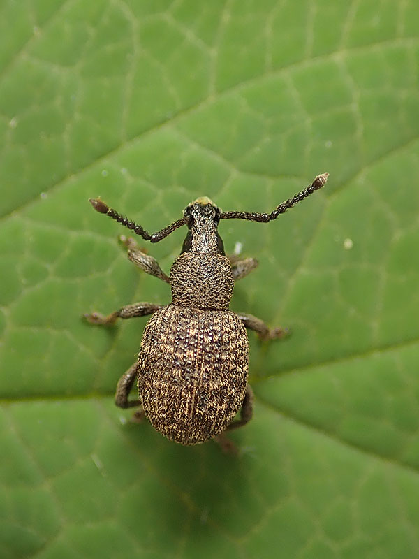 Curculionidae: Otiorhynchus (Rosvalestus) globus